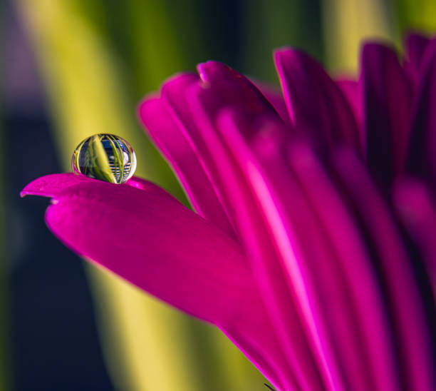 A close-up of a delicate pink flower adorned with raindrops, highlighting the texture and color of the petals. The soft focus background contrasts with the vivid details of the flower, emphasizing its natural beauty.
