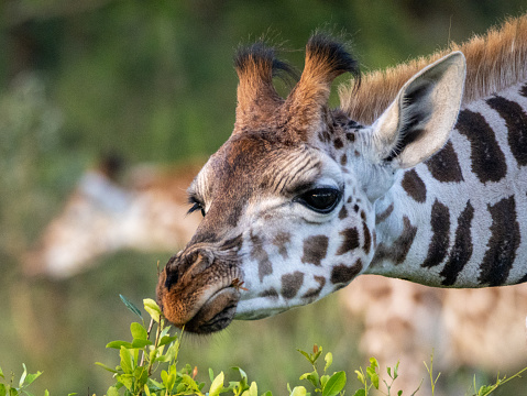 The face of a baby giraffe (Giraffa camelopardalis rothschildi) in Mburo National Park in Uganda. The giraffe is approx. 1 month old.