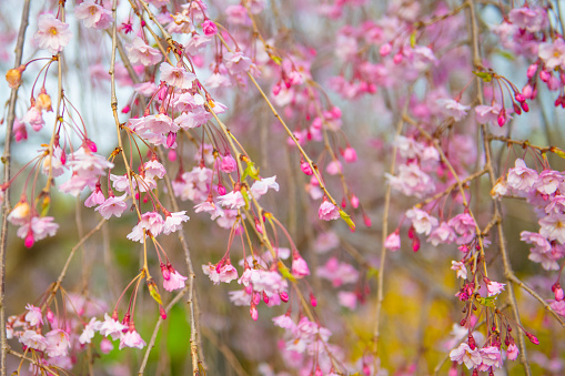 Spring Flowers-Cherry Tree-Howard County Indiana