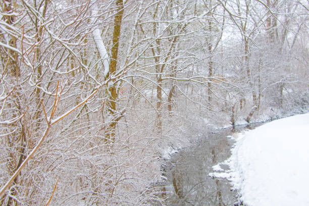 A snowy forest with trees. Tree. Snow. Outdoor. Nature. Forest