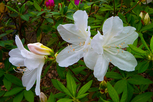 Spring FLowers-White- Hilton Head Island South Carolina