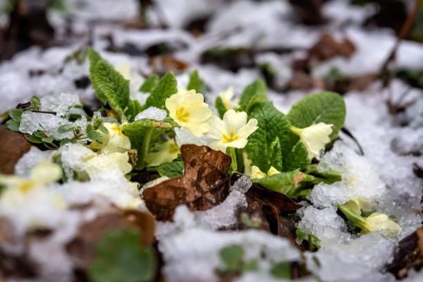 Pink primrose flowers isolated on white background. Flat lay, top view