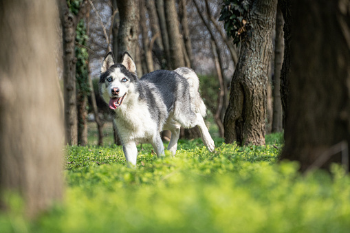 Spring has come, so Maya really enjoyed going for a walk in the park in Bucharest.  She is the happiest dog when she runs free.