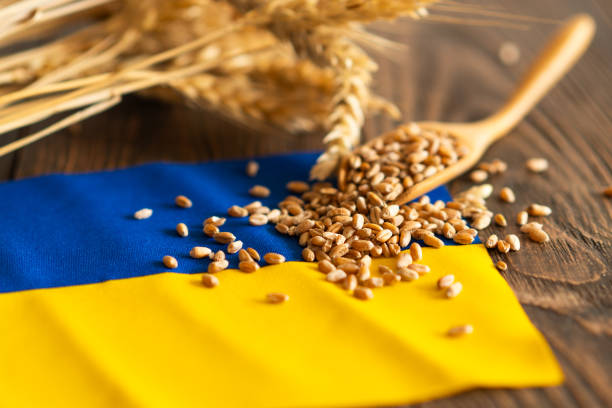 istock Wheat grains with yellow and blue Ukrainian flag 2063242745