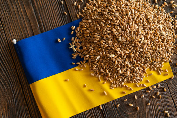 istock Wheat grains with yellow and blue Ukrainian flag 2063242765