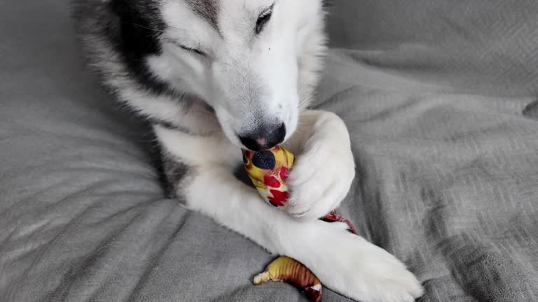 Unstressed toy and cute dog face on grey background. The dog is lying on the couch and calmly playing with his toy.