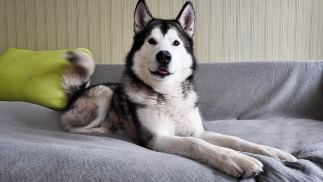 The dog is lying on the couch and does not want to leave. Close-up of a beautiful big dog. Funny video with Alaskan Malamute.