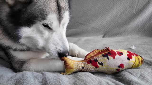 Portrait of a cute dog - Malamute chewing treats and toys while lying on a bed in a home interior.