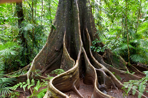 Buttress roots of a rainforest tree in Daintree National Park, Queensland, Australia