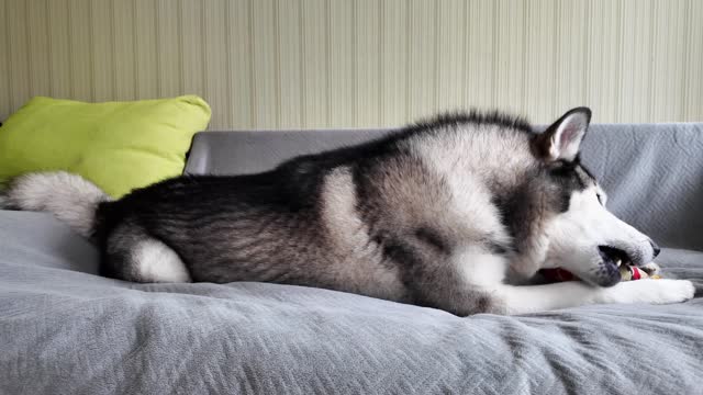 A Siberian Husky with a black and white coat is lying on a grey sofa, chewing a colorful toy. A green pillow is visible in the background.