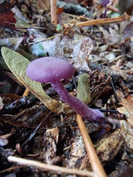 istock Laccaria amethystina 2063244272