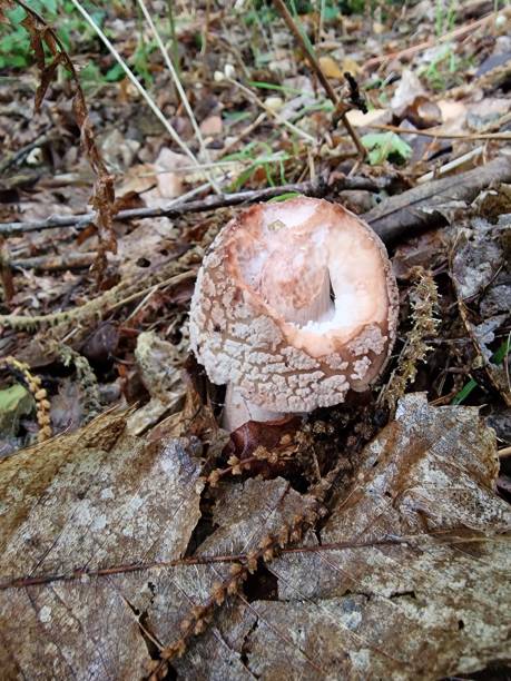 istock Amanita rubescens 2063244310
