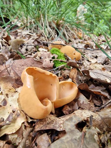 istock Otidea leporina 2063244444