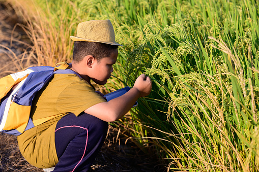 A boy Asian farmer is researching rice growth and disease problems in an organic rice field using a smart tablet. Agriculture concepts and wireless technology smart farmer