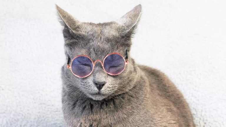 meditating gray Burmese cat with glasses on a light background