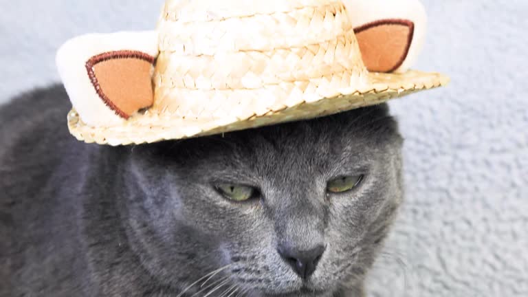 serious gray Burmese cat in a straw hat on a light background