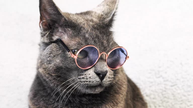 smart gray Burmese cat with glasses on a light background Doing business