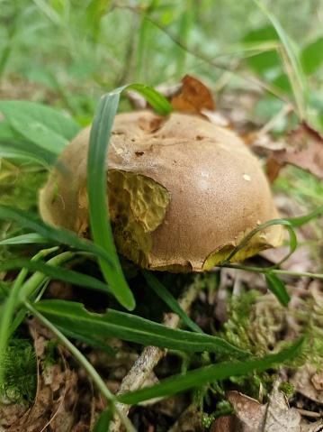 Mushroom fungus fungal fungi shroom	champignon
fungi	toadstool
cremini	crimini
mushrump	agaric
bolete	fungus
morel	puffball
stinkhorn	algae
hornwort	liverwort
marchantiophyta	moss
thallus	button mushroom