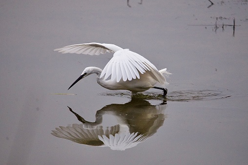 Little Egret fishing reflection on water