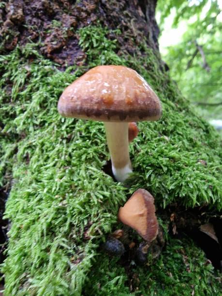 istock Mushroom fungus 2063249974
