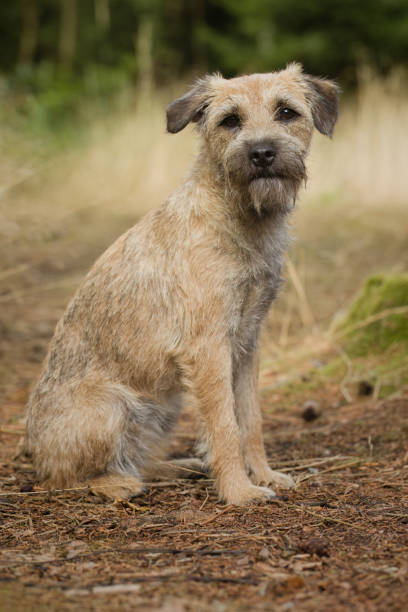 istock Young male dog sitting and posing on forest pathway 2063250233