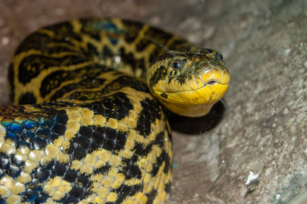 90+ Piton Snake Stock Photos, Pictures & Royalty-Free Images - iStock