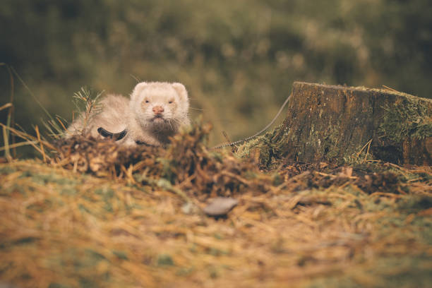 Ferret enjoying walking and exploring summer forest in nature