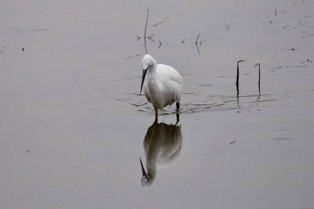 istock Little Egret fishing reflection on water 2063254747