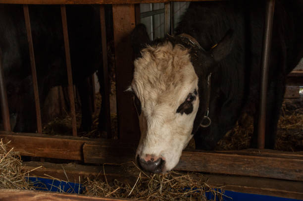 istock Two cows eating hay in a barn 2063261571