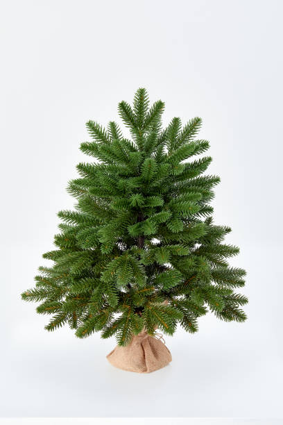 istock Pretty bushy danish Christmas tree without decorations in a large pot wrapped in sackcloth with space for your message on white background 2063263142