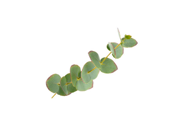 istock Green eucalyptus leaves isolated on a white background. Aromatherapy.Beautiful eucalyptus branches. Bouquet. Place for text, copy space, mockup 2063268459