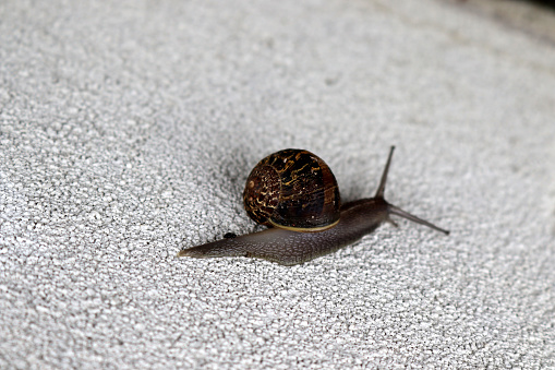 Garden snail (Cornu aspersum) (syn. Helix aspersa, Cryptomphalus aspersus) is a species of land snail in the family Helicidae. The adult bears a hard, thin calcareous shell with four or five whorls. The shell is variable in coloring and shade of color, but generally it has a reticulated pattern of dark brown, brownish-golden, or chestnut with yellow stripes, flecks, or streaks (characteristically interrupted brown colour bands). The body is soft and slimy, brownish-grey, and able to be retracted entirely into the shell, which the animal does when inactive or threatened.