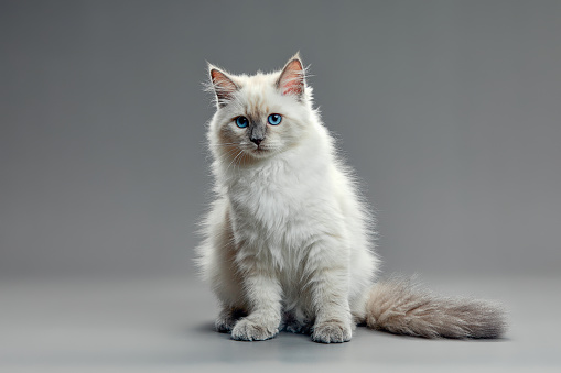 Portrait of a little white kitty on gray background, nice little kitten with big eyes , copy space.