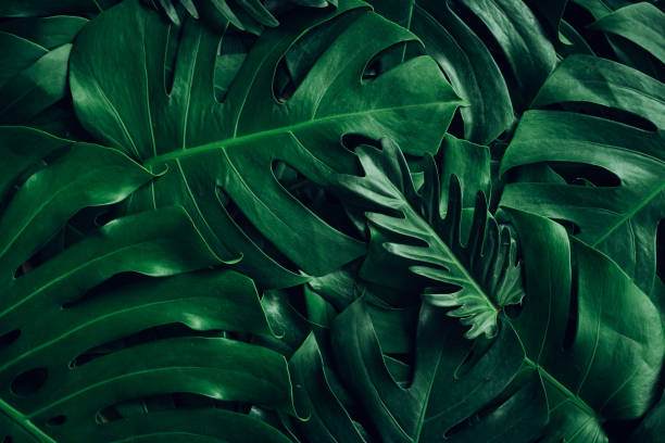 istock Close up tropical Green leaves texture and abstract background., Nature concept. 2063278652