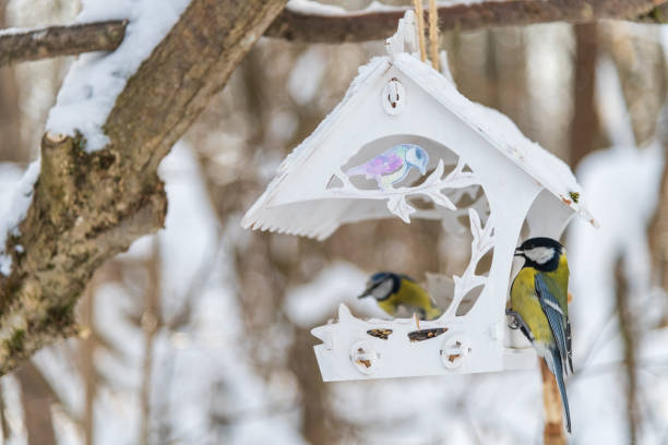 istock Great tit in winter bird feeder 2063285828