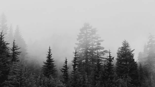 istock Foggy Trees in the Pacific Northwest 2063291180