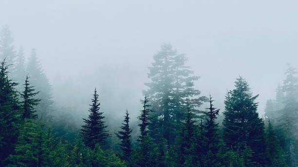 istock Foggy Trees in the Pacific Northwest 2063291181