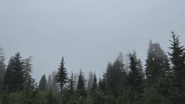 istock Foggy Trees in the Pacific Northwest 2063291187
