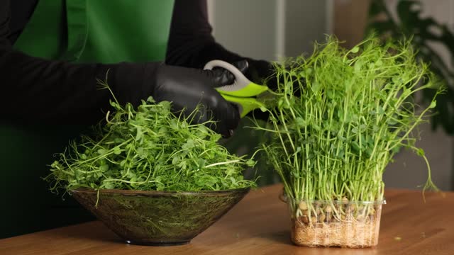Woman cutting  green peas microgreens with scissors for vegan salad. Concept of healthy eating, vegan food, organic nutrition, diet, vitamins. Grows organic micro greens in kitchen at home