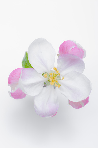 Fully blossomed apple blossom isolated on a white background