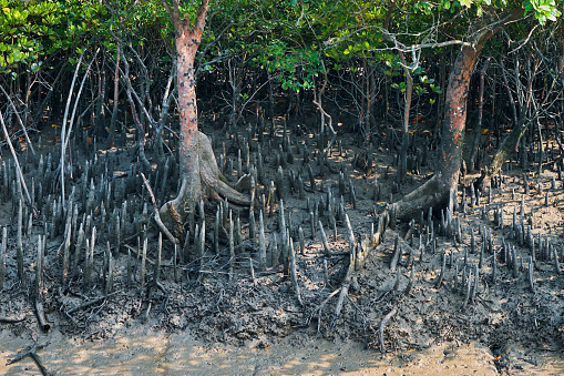 Sundarbans biosphere reserve: unique root systems of sundari tree (Heritiera fomes), that has adventitious aerial roots which grow upward, help halophytic mangrove plants to breath in this saline environment.\nThe Sundarbans is home to Bengal tiger, one of the world's charismatic megafauna.