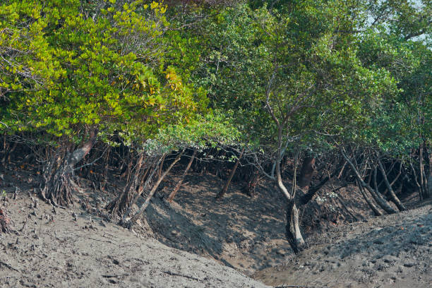 Sundarbans biosphere reserve: unique root systems of sundari tree (Heritiera fomes), that has adventitious aerial roots which grow upward, help halophytic mangrove plants to breath in this saline environment.The Sundarbans is home to Bengal tiger, one of the world's charismatic megafauna.