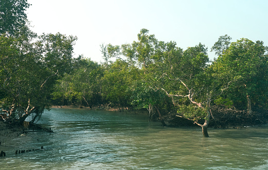 dense jungle of sundari trees, Heritiera fomes, (gives the Sundarbans region its name) partly submerged in brackish salty water. At Sundarbans biosphere reserve, the largest mangrove forest in world. Sundari tree consists almost 70% of total halophytic mangrove forest that expands from Bangladesh to India.