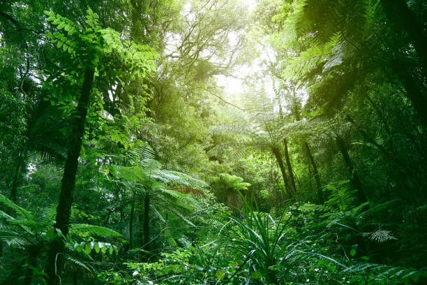 istock Canopy of jungle 2063324110