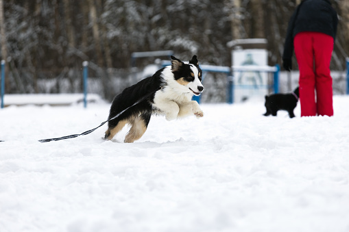 dog breed Australian Shepherd runs on the snow in a winter park.