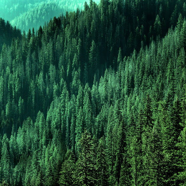 istock Forest of Pine Trees 2063332249