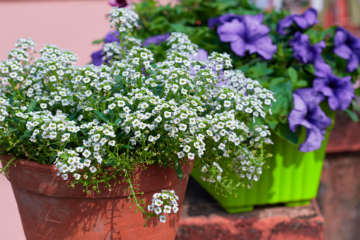 Tiny white flowers of Sweet alyssum (Lobularia maritima) forming clusters of flower bouquets. A popular winter flower blooming in a rooftop garden at Kolkata, India.