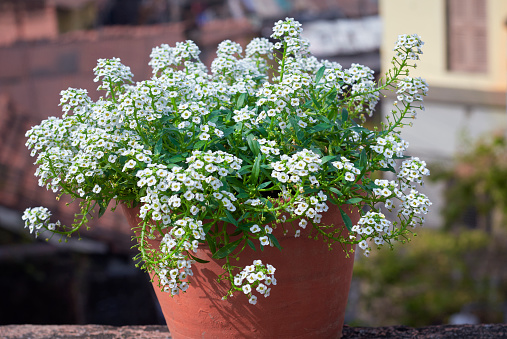 Tiny white flowers of Sweet alyssum (Lobularia maritima) forming clusters of flower bouquets. A popular winter flower blooming in a rooftop garden at Kolkata, India.