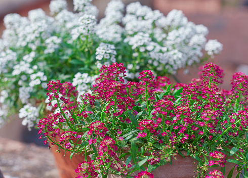Tiny white and purple flowers of Sweet alyssum (Lobularia maritima) forming clusters of flower bouquets. A popular winter flower blooming in a rooftop garden at Kolkata, India.
