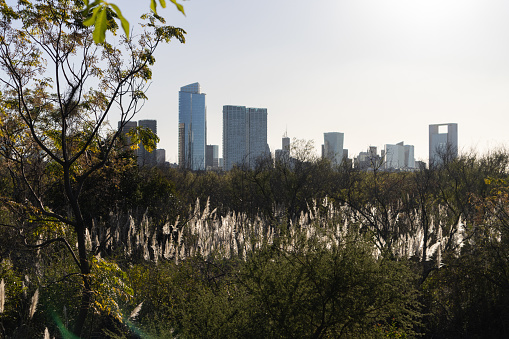 Modern skyscrapers in the Buenos Aires skyline seen from the Buenos Aires Ecological Reserve in Puerto Madero